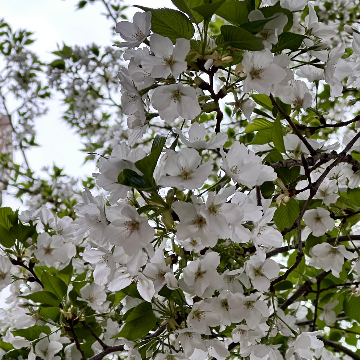 2024年3月24日 成都